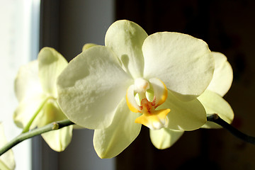 Image showing a blossoming yellow orchid