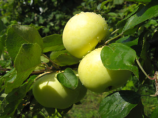 Image showing branch with ripe apples