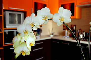 Image showing branch of blossoming orchid in luxurious kitchen