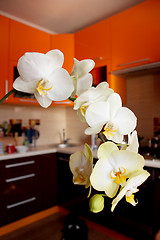 Image showing branch of blossoming orchid in luxurious kitchen