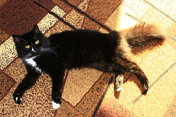 Image showing black cat lolling about on the carpet