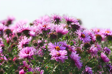 Image showing flowers of red beautiful asters