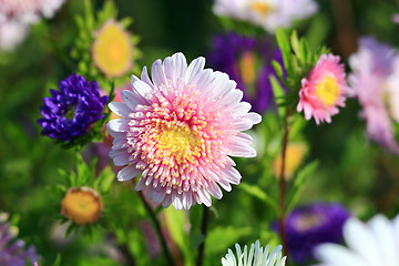 Image showing pink and blue beautiful asters