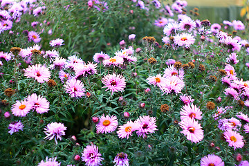 Image showing flowers of red beautiful asters