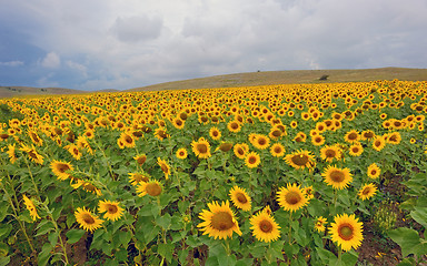 Image showing field of blooming sunflowers