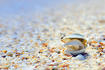 Image showing open shells on beach