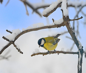 Image showing Titmouse on a tree