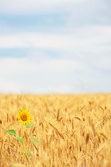 Image showing Sunflower in cereal field