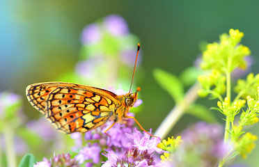 Image showing Butterfly (Polyommatus)