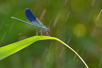 Image showing dragonfly in forest