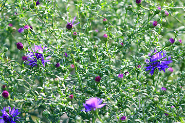 Image showing flowers of blue little beautiful asters