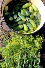 Image showing Cucumbers and fennel prepared for preservation