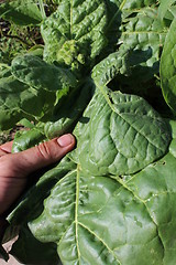 Image showing harvesting leaves of tobacco-plant