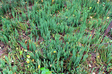 Image showing brushwood of Hypnum cupressiforme