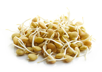 Image showing sprouted lentil seeds