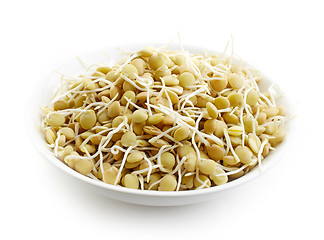 Image showing sprouted lentil seeds