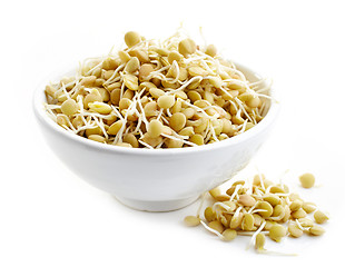 Image showing sprouted lentil seeds