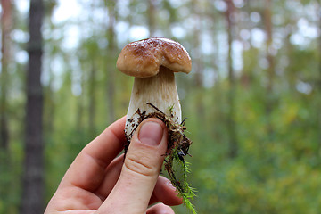 Image showing Beautiful and little cep in the hand