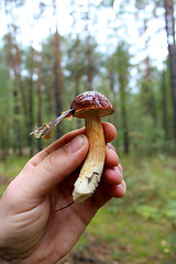 Image showing Beautiful mushroom of Boletus badius in the hand