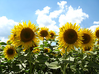 Image showing Field with sunflowers