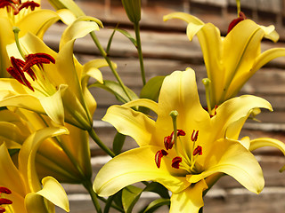 Image showing Yellow lilies against wooden wall
