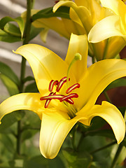 Image showing Yellow lilies in flowerbed close-up