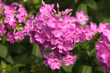 Image showing Purple phlox blooming in flowerbed