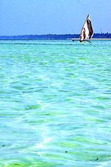 Image showing beach    zanzibar seaweed  plant