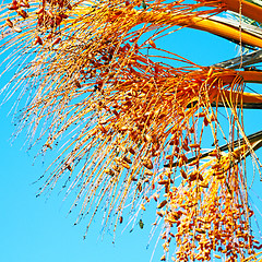 Image showing fruit in the sky morocco africa and plant