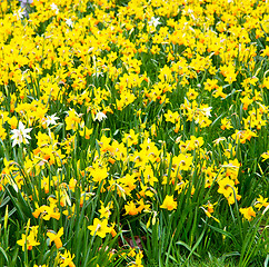 Image showing  white in london yellow flower field nature and spring