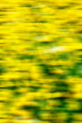 Image showing in london yellow flower field nature and spring