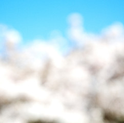 Image showing in london   park the white   tree and blossom flowers natural