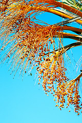 Image showing fruit in the sky morocco africa  