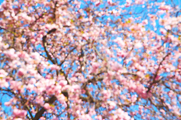 Image showing in london   park the white   tree and  natural