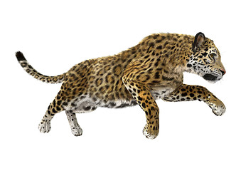 Image showing Big Cat Jaguar