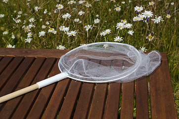 Image showing Butterfly net in a garden