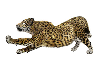 Image showing Big Cat Jaguar