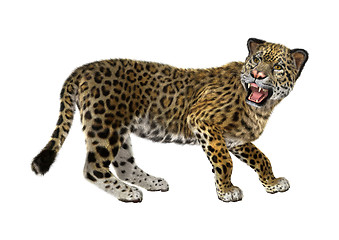 Image showing Big Cat Jaguar