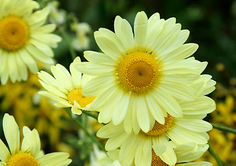 Image showing Yellow daisy ,close up.