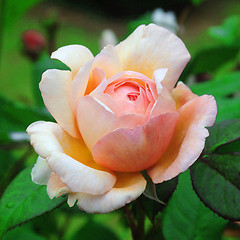 Image showing Rosa; Shropshire Lad.