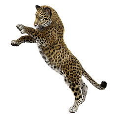 Image showing Big Cat Jaguar