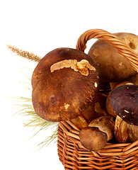 Image showing Boletus Mushrooms