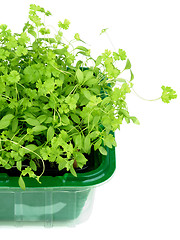 Image showing Growing Fresh Parsley