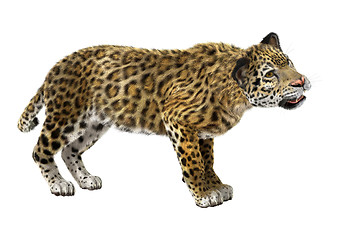 Image showing Big Cat Jaguar