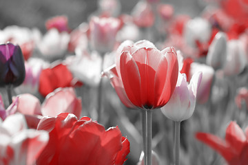 Image showing tulips on toned gray background