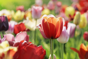 Image showing multicolor tulips in spring