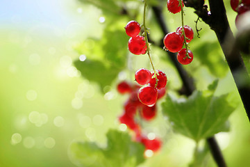 Image showing red currants in a garden