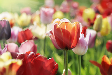 Image showing multicolor tulips in the morning sun