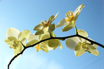 Image showing Fine branch of a blossoming yellow orchid