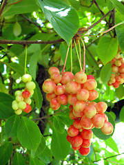 Image showing branch of red ripe schizandra